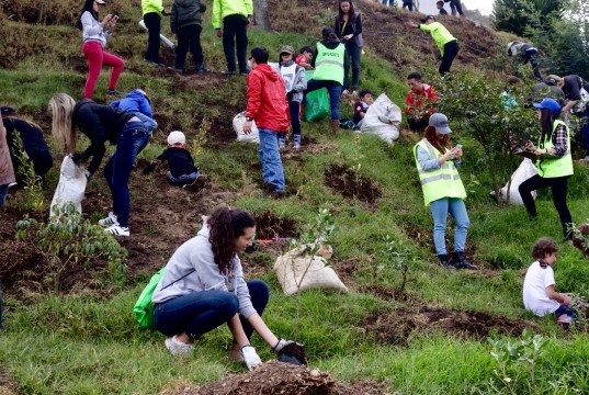 Chía siembra más de 600 árboles nativos