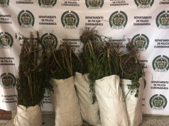 Policía incauta 60 kilogramos de marihuana en sector rural de Facatativá