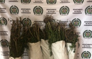 Policía incauta 60 kilogramos de marihuana en sector rural de Facatativá
