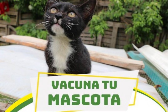 Nueva jornada de vacunación para las mascotas en el municipio de Mosquera
