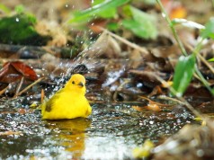 Abierta convocatoria para el fomento de la observación de aves y el aviturismo en Cundinamarca