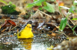 Abierta convocatoria para el fomento de la observación de aves y el aviturismo en Cundinamarca