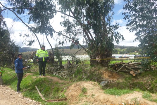 CAR Cundinamarca, incauta 15.9 metros cúbicos de madera de Eucalipto
