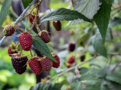Se realizó la celebración del día de campo en Madrid