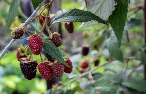 Se realizó la celebración del día de campo en Madrid