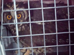 Personería realizó la entrega de búho a autoridades ambientales