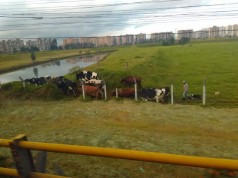 CAR rechaza presencia de ganado sobre la ronda del Río Bogotá