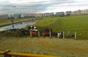 CAR rechaza presencia de ganado sobre la ronda del Río Bogotá