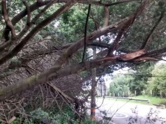 Más de 70 árboles generan riesgo en la vía Bogotá La Calera