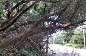 Más de 70 árboles generan riesgo en la vía Bogotá La Calera