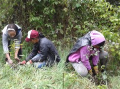 Más de 900 árboles sembrados en convenio con la CAR y comunidad La Paz de Sibaté
