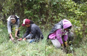 Más de 900 árboles sembrados en convenio con la CAR y comunidad La Paz de Sibaté