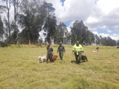 Captura por el delito de Maltrato Animal en el municipio de Mosquera