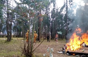 Controlados incendios forestales en 28 municipios en esta temporada seca