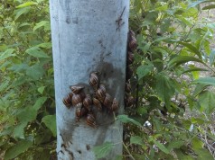 Se fortalecen acciones ante la presencia de caracol gigante africano en Cundinamarca
