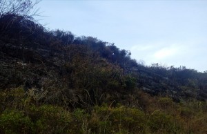 Unidad de Gestión del Riesgo atiende incendios en diferentes puntos de Cundinamarca