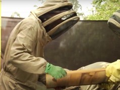 La Alcaldía Municipal ejecutará programa apícola en parte rural del Municipio.