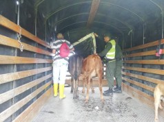 Incautación de dos bovinos en el municipio de Mosquera