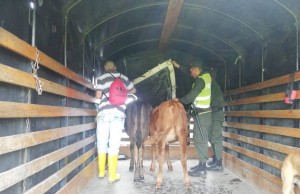 Incautación de dos bovinos en el municipio de Mosquera