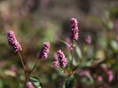 Con acciones autoridades departamentales buscan evitar el tráfico ilegal de especies