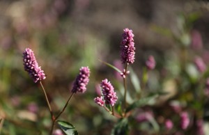 Con acciones autoridades departamentales buscan evitar el tráfico ilegal de especies