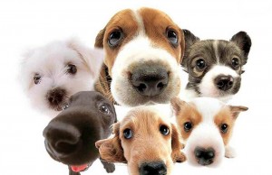 Prográmese: jornadas de vacunación y desparasitación de mascotas en Mosquera