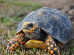 Se decomisaron dos tortugas Morrocoy en Funza