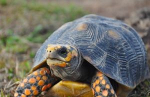 Se decomisaron dos tortugas Morrocoy en Funza