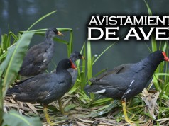 Jornada de avistamiento de aves en Funza