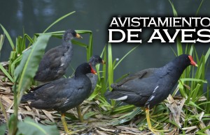 Jornada de avistamiento de aves en Funza