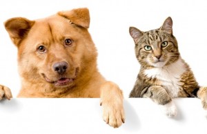 Jornada de vacunación y desparasitación de mascotas en Mosquera