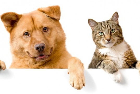 Jornada de vacunación y desparasitación de mascotas en Mosquera