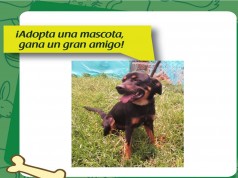 Adopta una mascota y gana un gran amigo