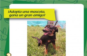 Adopta una mascota y gana un gran amigo
