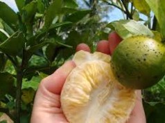 Alerta amarilla: ‘Dragón amarillo’ en productos cítricos