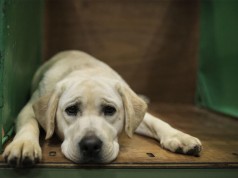 Jornada de adopción en el municipio de Funza