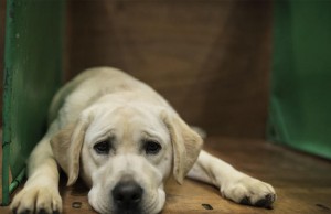 Jornada de adopción en el municipio de Funza