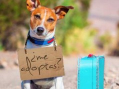 Adopta una mascota, gana un amigo