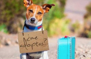 Adopta una mascota, gana un amigo
