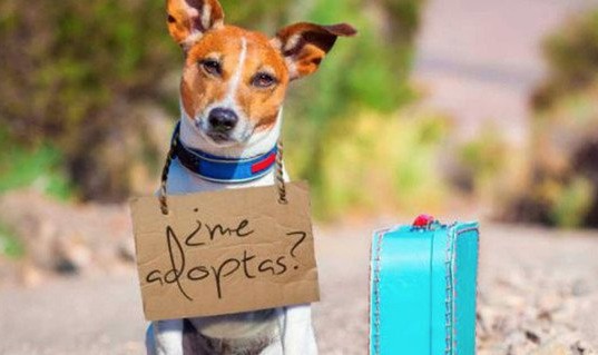 Adopta una mascota, gana un amigo