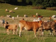 Inscripciones abiertas para técnico pecuario en Mosquera