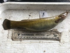 Crean proyecto para salvar al pez Capitán, emblemático del río Bogotá