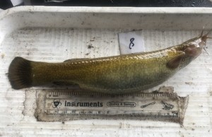 Crean proyecto para salvar al pez Capitán, emblemático del río Bogotá