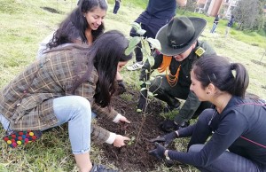 Siembra de árboles en el municipio de Mosquera