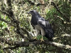 Tras siete meses de rehabilitación, águila que había perdido su capacidad de vuelo regresó a su hábitat