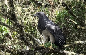 Tras siete meses de rehabilitación, águila que había perdido su capacidad de vuelo regresó a su hábitat
