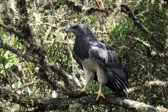 Tras siete meses de rehabilitación, águila que había perdido su capacidad de vuelo regresó a su hábitat