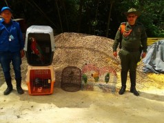 Rescatan varios ejemplares de fauna silvestre en Cundinamarca