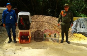 Rescatan varios ejemplares de fauna silvestre en Cundinamarca