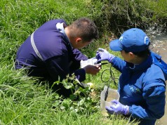 Detectan vertimientos irregulares al humedal Gualí en Funza